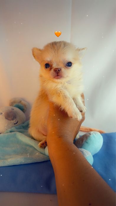 chihuahua macho creme pelo comprido