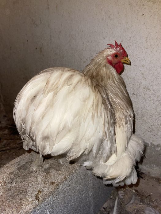 2 casais de galinhas pekin