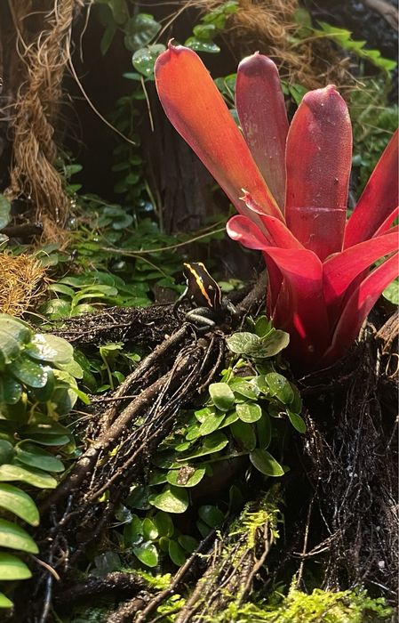 Zakładanie i serwis akwarium, terrarium.