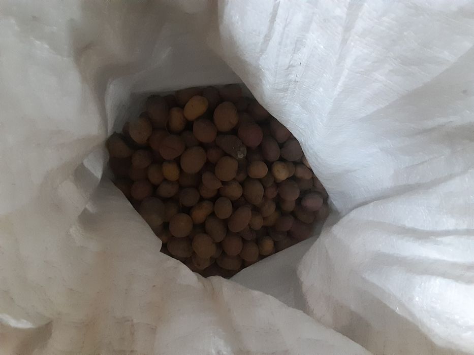 Дрібна картопля для відгодівлі