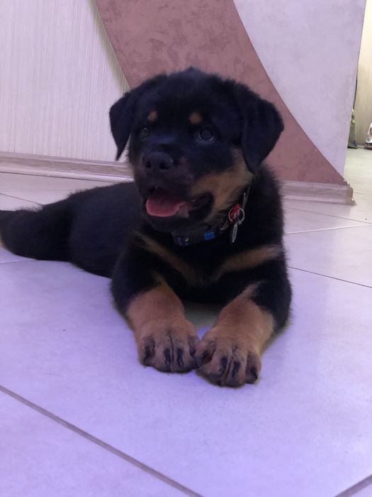 Kennel Iz Vom Haus Honda Fortuna.