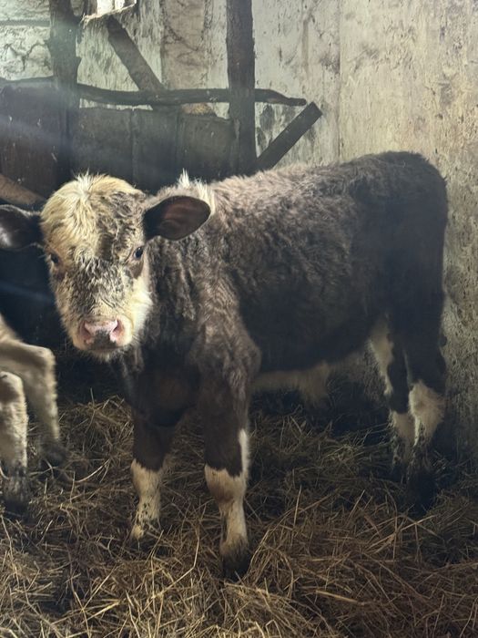 Cielaki byczki jałówki żarłaki