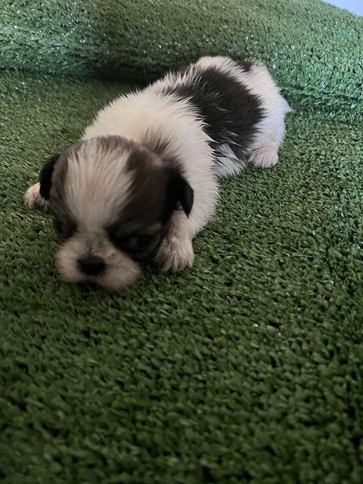 Shi-tzu excelente  macho pequenino