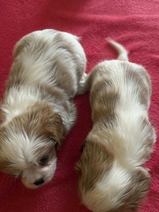 Cavalier King Charles Spaniel  cudowna suczka