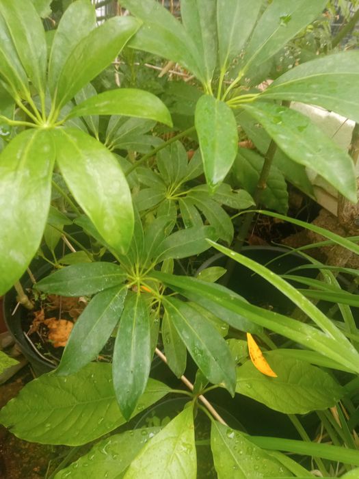 Planta shiflera em vaso