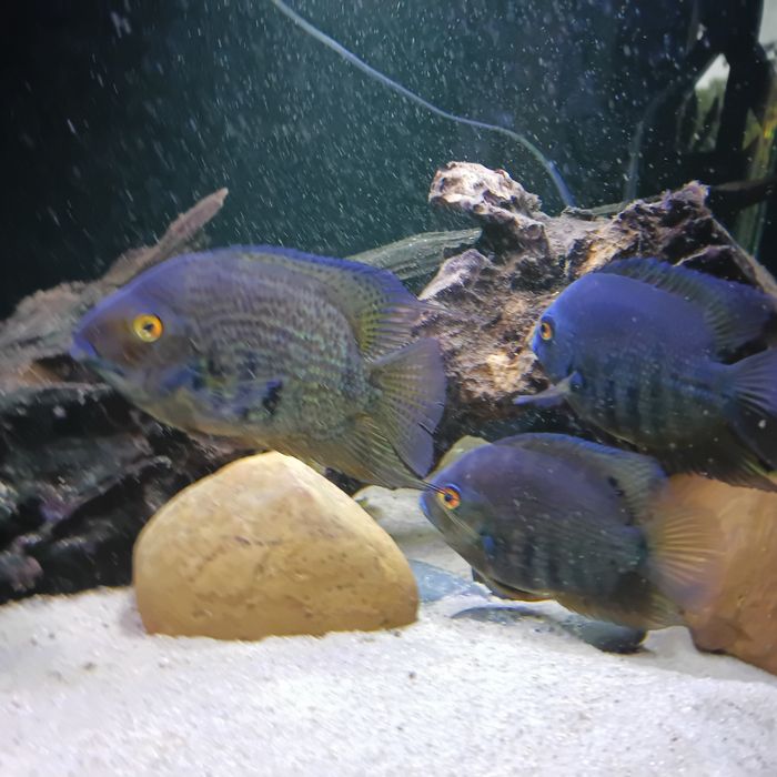 Heros sp. Santarem blue