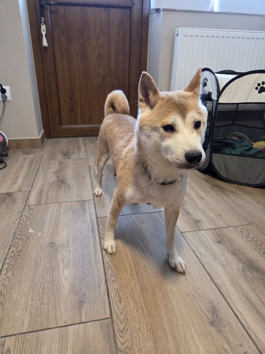 Shiba Inu dorosła