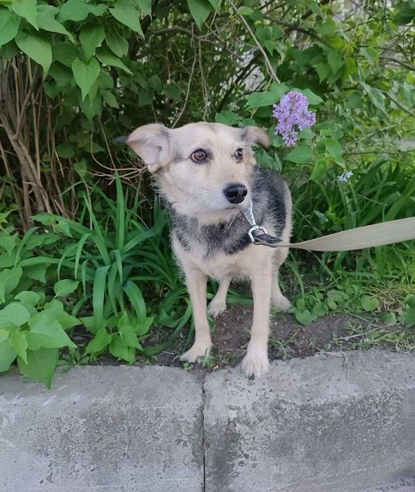 Очень симпатичная собачка Адель-добрая душа, возраст 3+