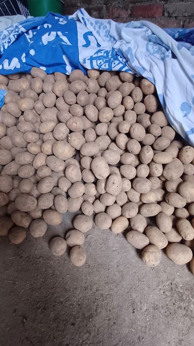 Ziemniaki jadalne mariola