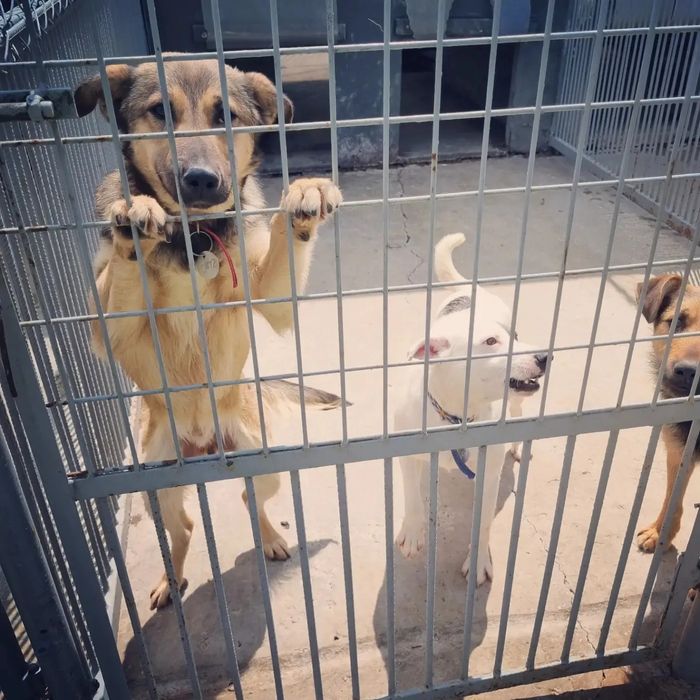 Poszukiwane domy tymczasowe. Pomóż im opuścić betonowe boksy.