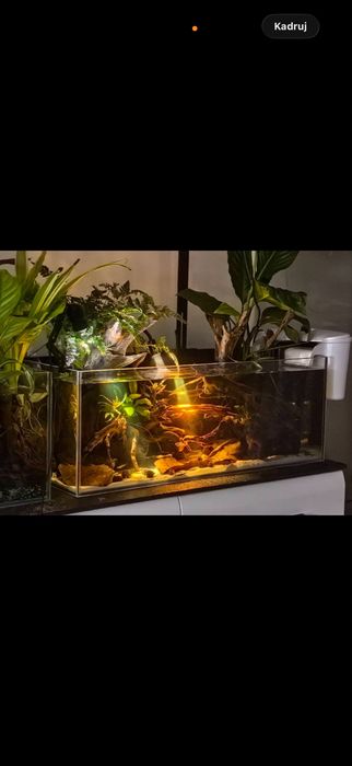 Akwaria z lampa chihiros