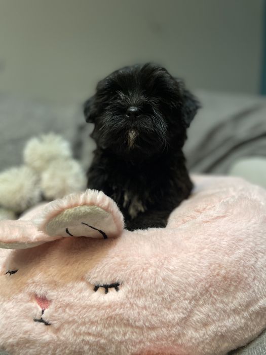 Alma- śliczna dziewczynka