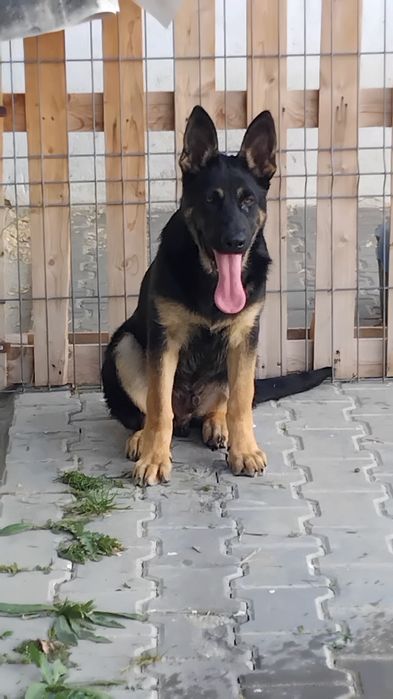 Cachorro   pastor alemão