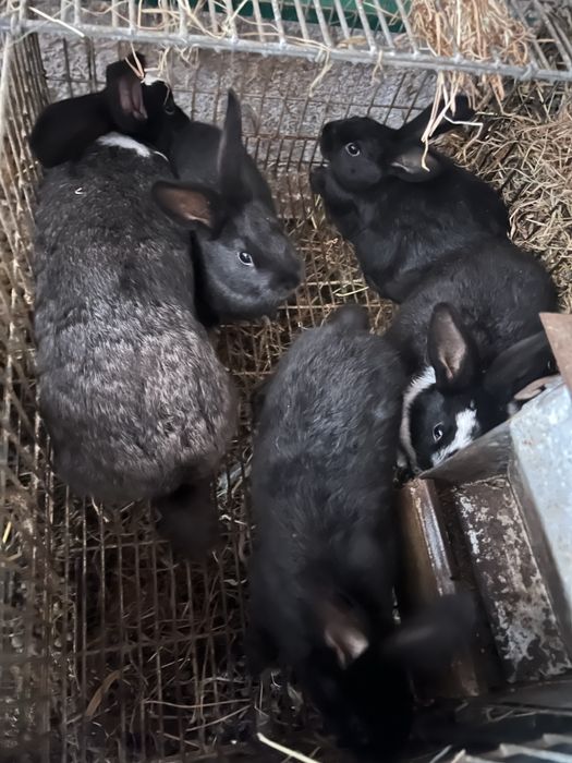 Vendo coelhos  caseiros