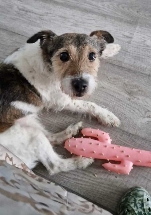 Daisy czeka na swój dom