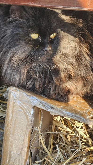 Noa- czeka na swojego Człowieka.