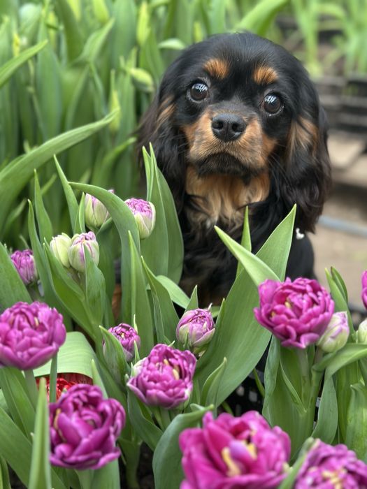 Кавалер Кінг Чарльз Спаніель-династія чемпіонів