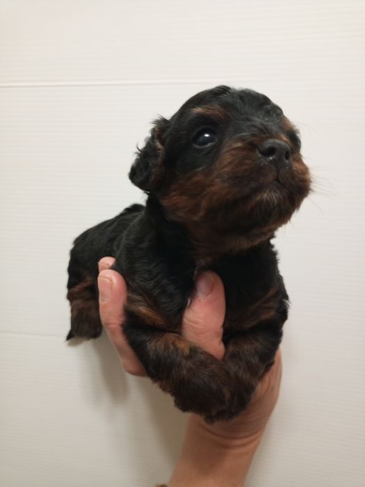 МальтіпуF2 хлопчик Кротя.