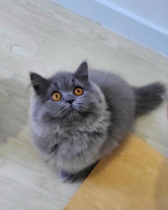 Szkocka  prostoucha już do odbioru WCF