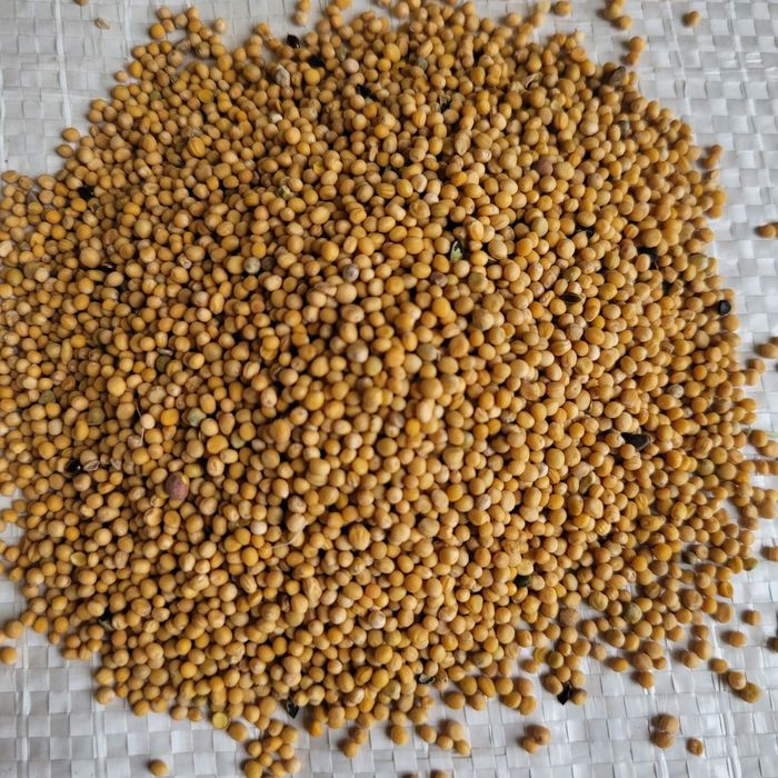 Gorczyca biała WYSYŁKA