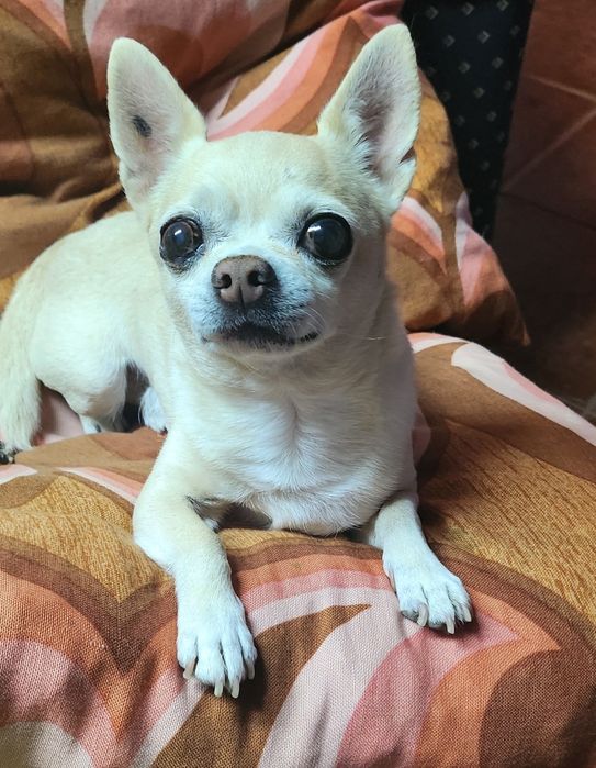 Hospedagem Familiar de Cães Casa das Patinhas  (Ambiente Seguro e