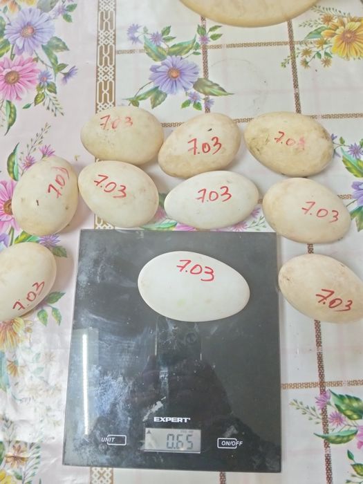 Инкубационное яйцо гуся Датский Легарт..