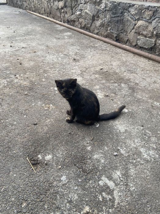Відам троє котенят