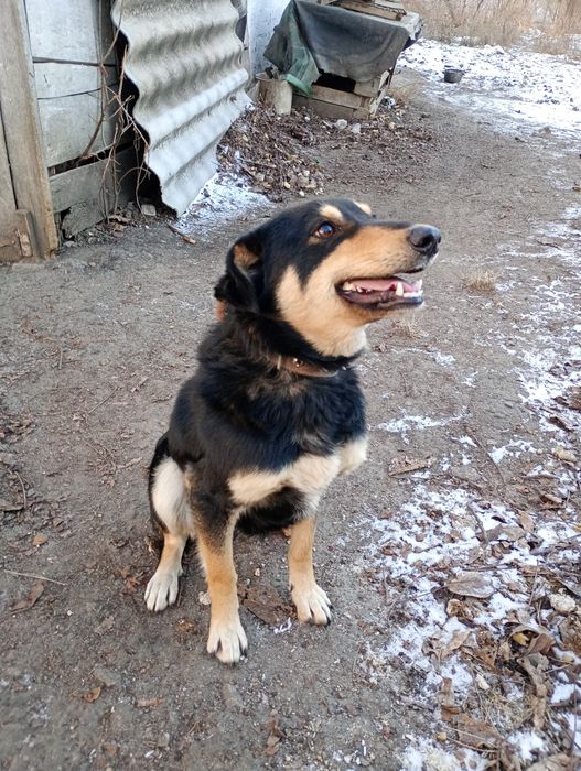 В добрі руки песика