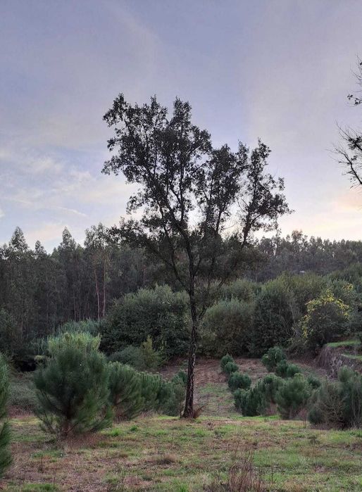 Venda de terreno em Rua Rojão, Vila Nova da Rainha, Tondela