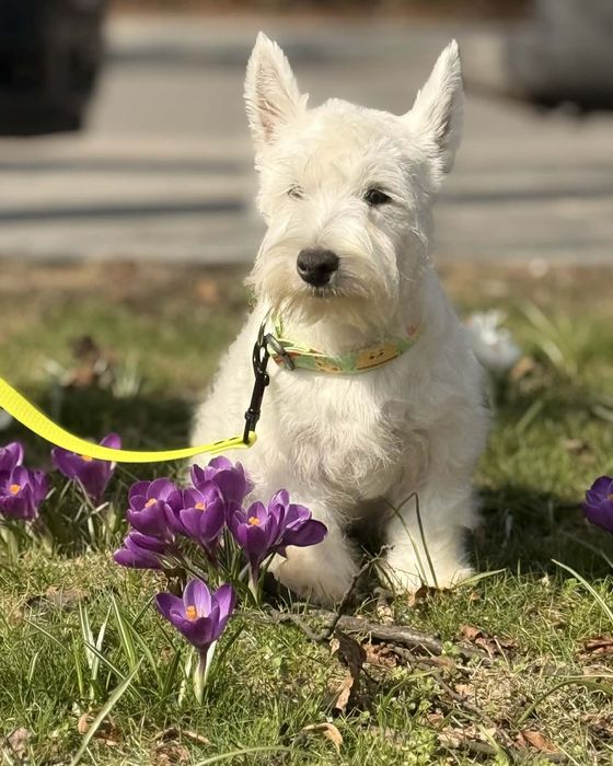 West highland white terrier
