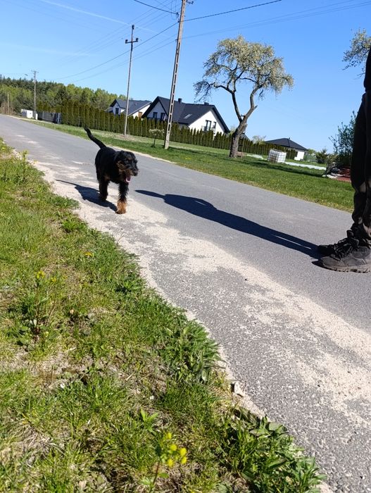 Terier niemiecki  jagdterier FCI