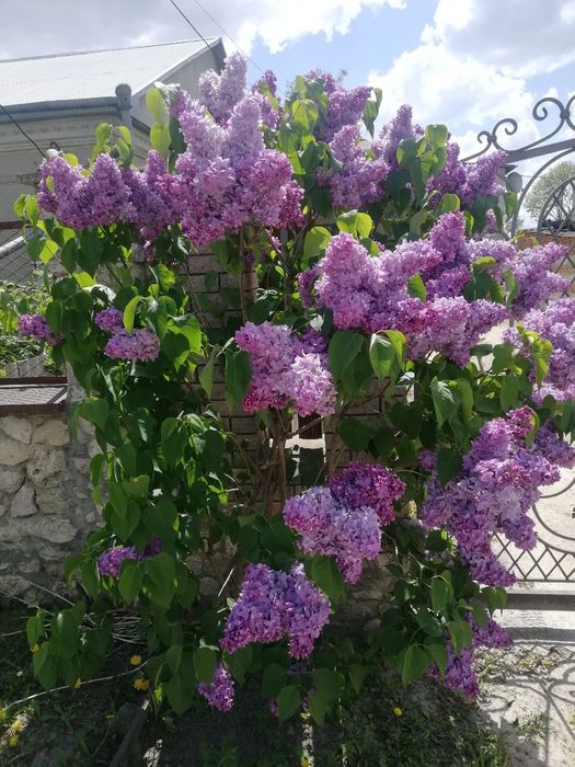 Бузок молодий ))