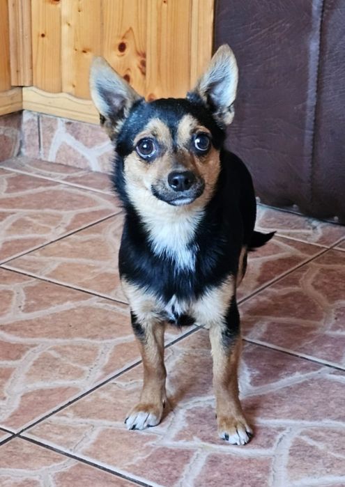 Piesek spokrewniony z chihuahua