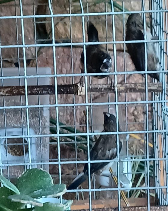 Bengalins aves deste ano