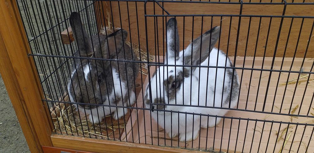 Dwa duże króliki klatka możliwy DOWÓZ królik