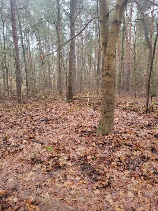 Działka letniskowa blisko Narwi