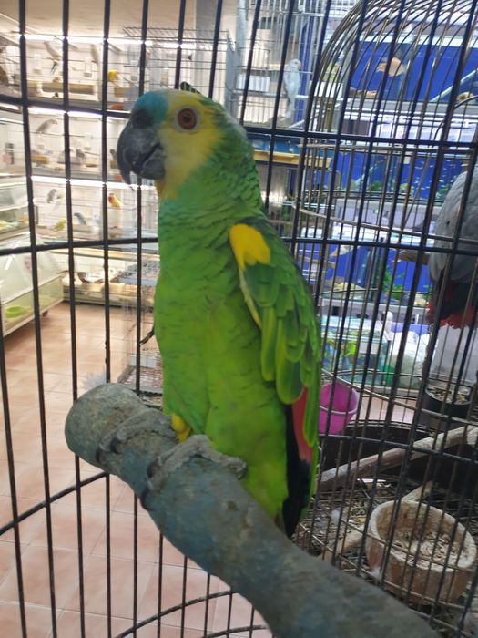 Papagaio aestiva muito bonito