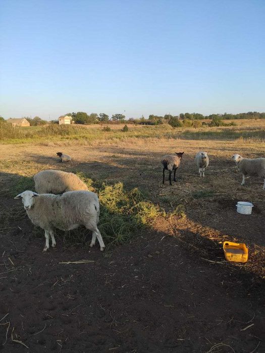 Продам баранину живой вес