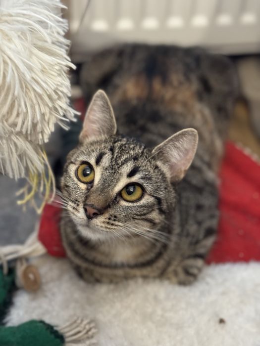 Koty oddam do adopcji