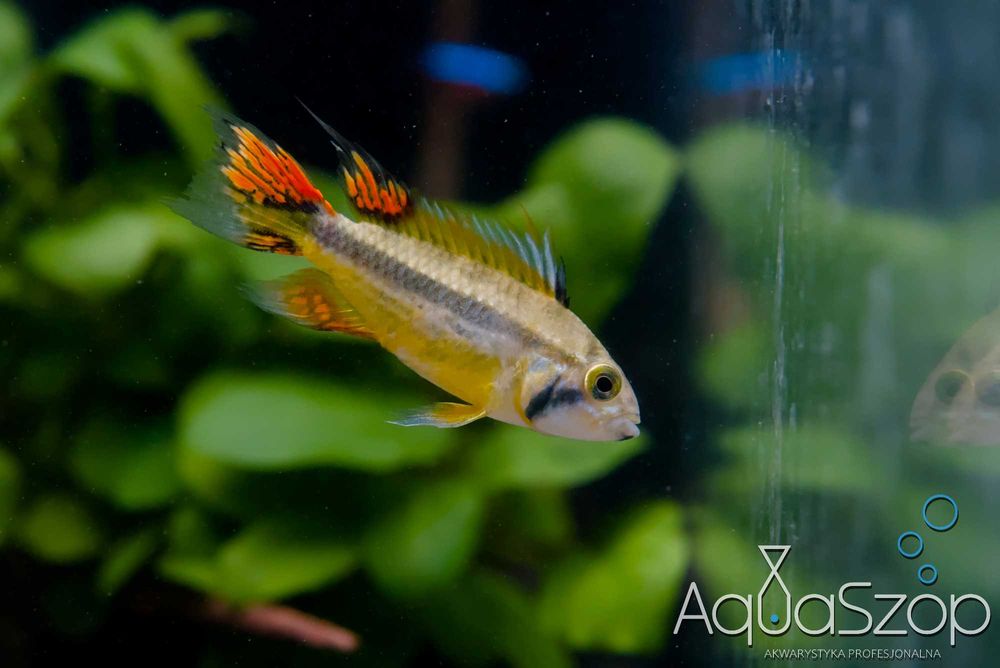 Pielęgniczka Kakadu ( Apistogramma cacatuoides ) - AQUASZOP
