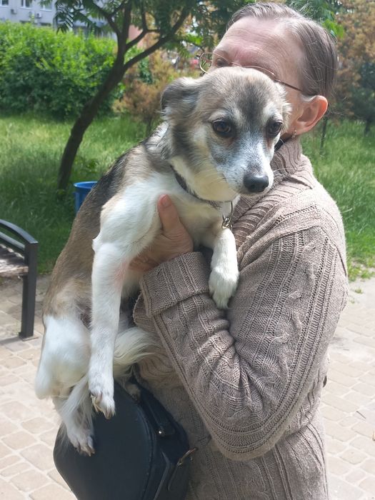 Маленька собачка дівчинка.
