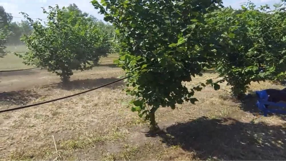 Саженцы ФУНДУКА отводки и Черенки ГОЛАНДИЯ