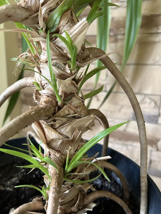 Roślina kwiat Pandan średnica 1,5 metra doniczka