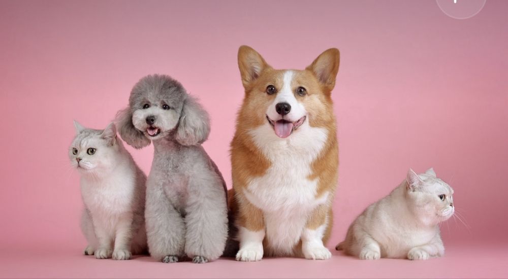 Ветеринар. Ветеринарна допомога. Онлайн консультація.