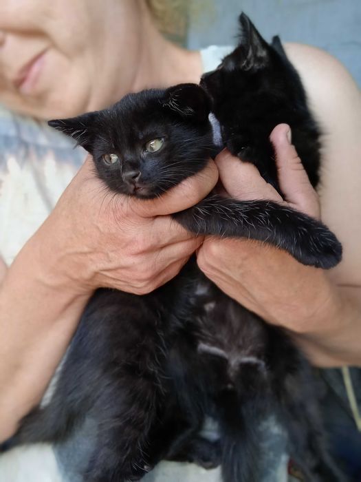 Кошенята в добрі руки!