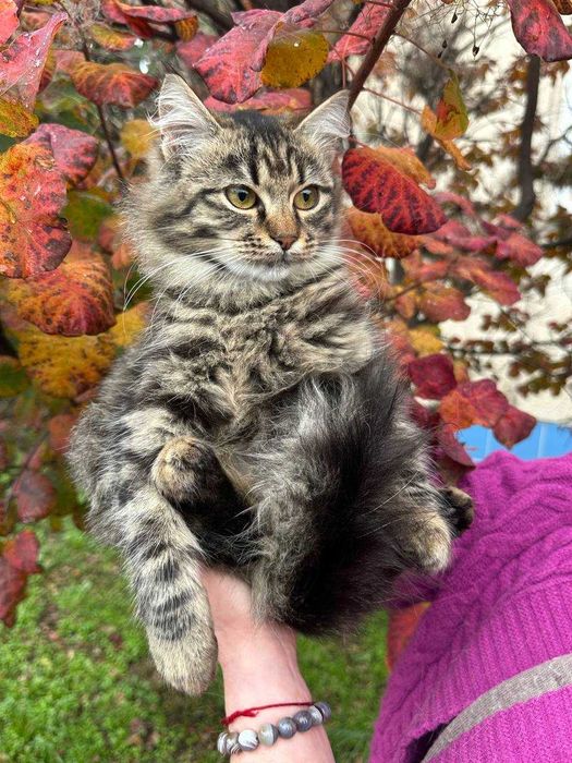 Кошеня, 5 місяців, пухнаста Мавка шукає родину