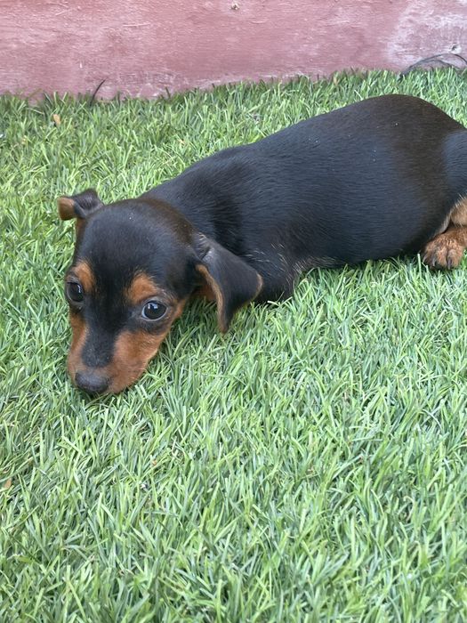 Pinscher Miniatura