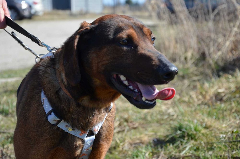 Proludzki i wesoły Carlos czeka w schronisku na dom (pies do adopcji)
