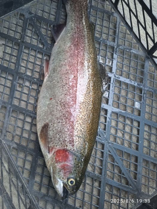 Продаємо живу форель