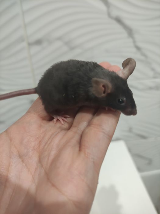 Samiczki myszki oddam